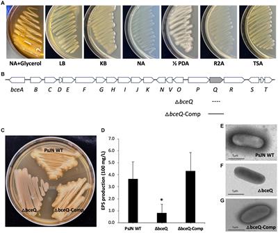 Exopolysaccharide is required for motility, stress tolerance, and plant colonization by the endophytic bacterium Paraburkholderia phytofirmans PsJN